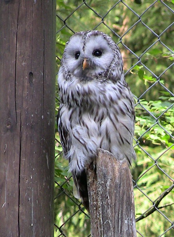 Bennas2010-0381.jpg - The Ural Owl